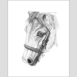 Horse "Gaze" - Giclee Prints