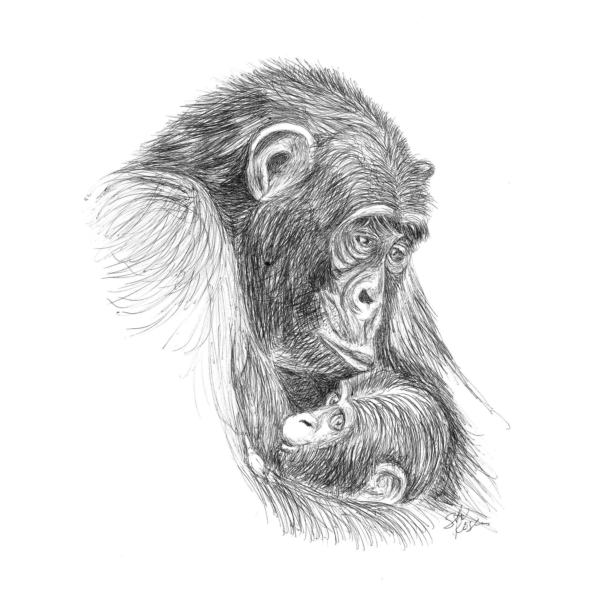 Ape - "A Mother's Love"