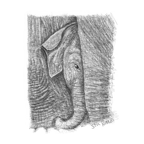 Elephant - "Refuge"