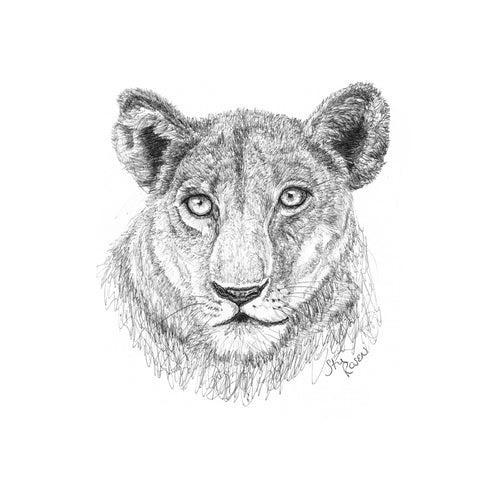 Lion - "Contemplate"
