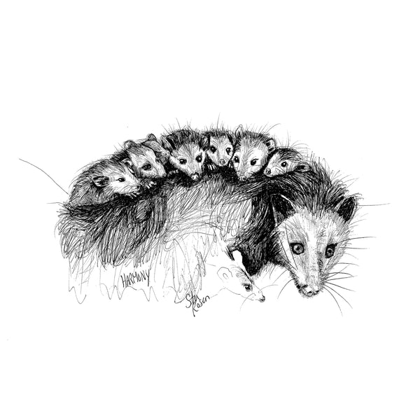 Opossum - "Harmony"