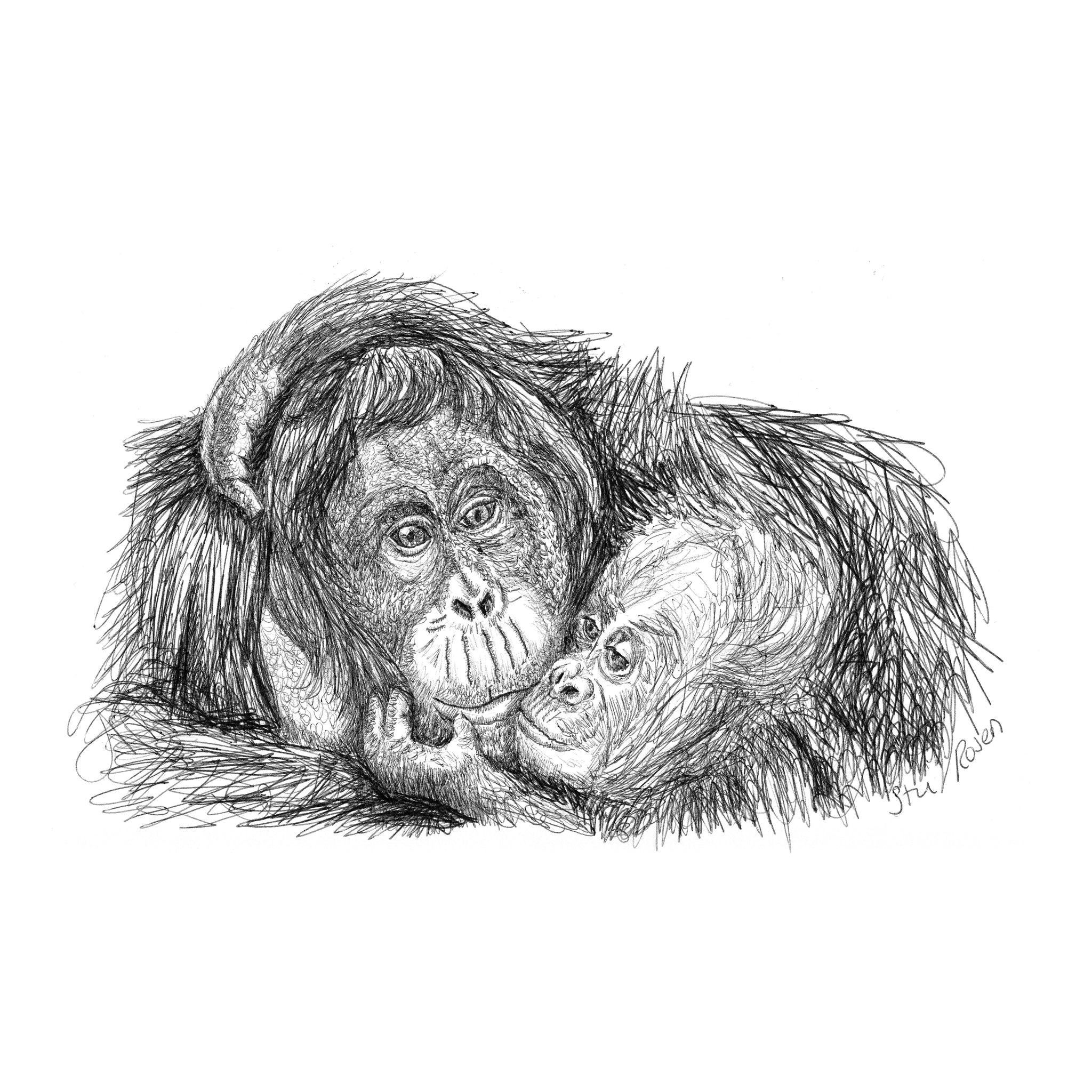 Orangutan - "Stolen Kiss"