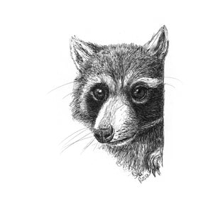 Raccoon - "Recon"