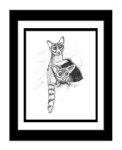 Ringtail - "Ring-a-ding"