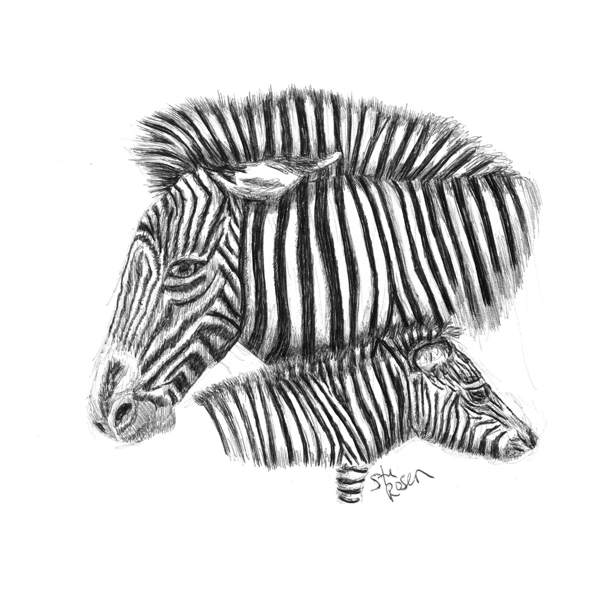 Zebra - "Pattern"
