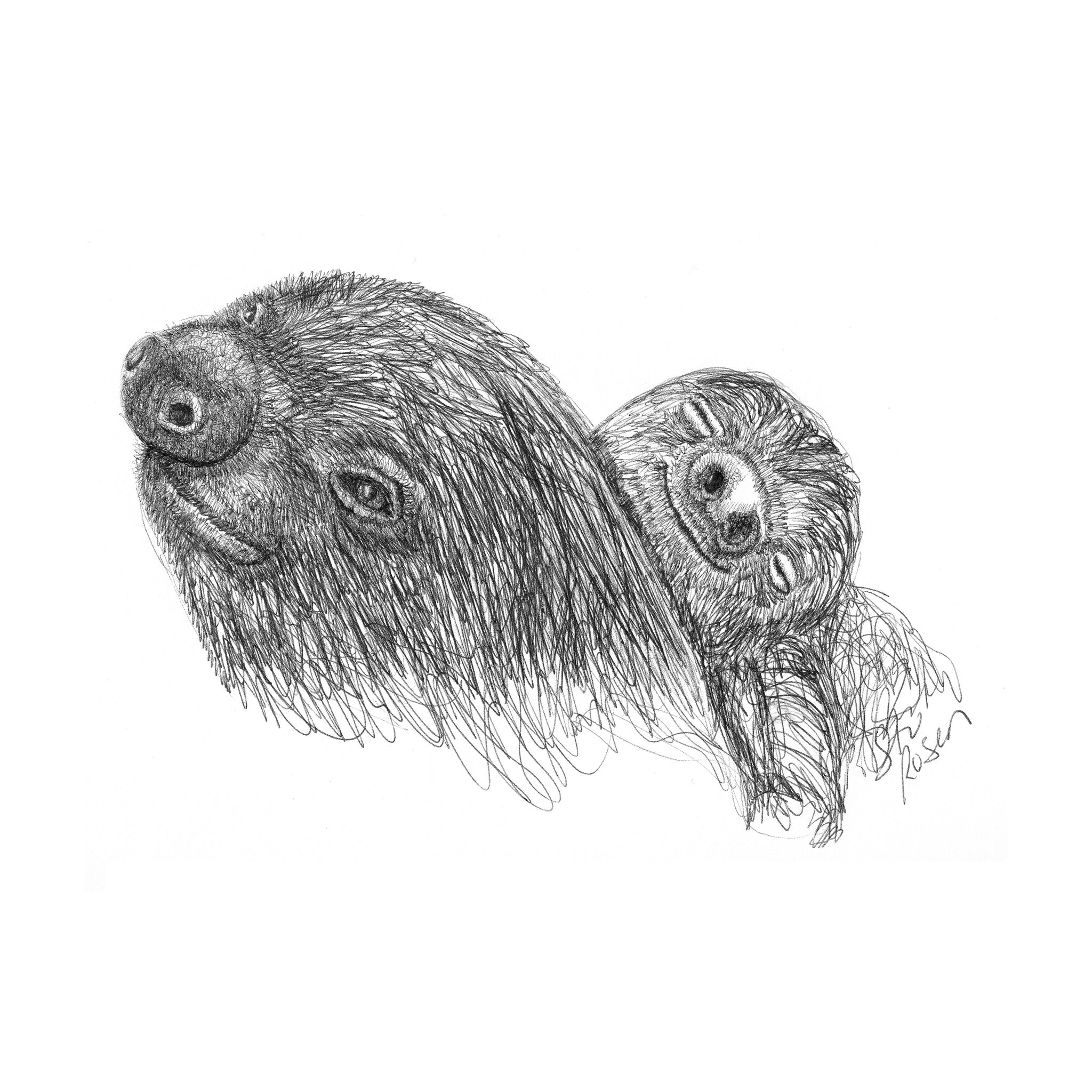 Sloth - "Afternoon Nap"